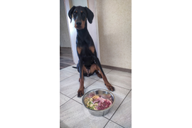 Валентина:У меня два шикарных пёселя-доберман и французский бульдог. В какой то момент сырая натуралка стала для меня открытием и спасением. Поэтому сейчас они оба очень любят Фарш "Бодрое утро", печёночный фарш, сердце, печень, семенники, и многое... 