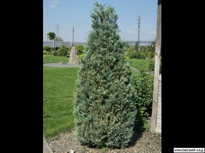 Можжевельник обыкновенный Мейер в сетке и мешковине готова к доставке - Красовский-Сад.рф