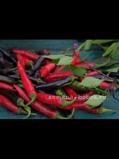 Перец сладкий Мурасаки Тогараши Ямато, 10 шт
