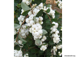 Снежноягодник Доренбоза Вайт Хедж - Doorenbosii White Hedge