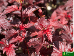 Пузыреплодник калинолистный "Lady in Red" (Леди ин Ред)