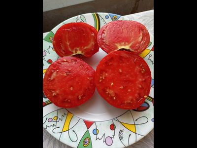 Томат Украинская Алена (Olena Ukrainian)