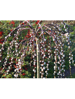 Ива козья Pendula