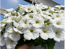 Семена цветов