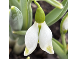 Galanthus 25-1
