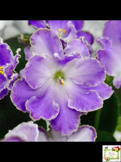 LV-Цветы для Любимого (Л. Шевелева) 2025 г. трейлер (клакамасный лонг)