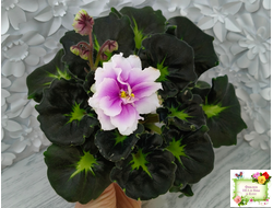 Р-Дурман Любви (В. Зуб) 2022 г.