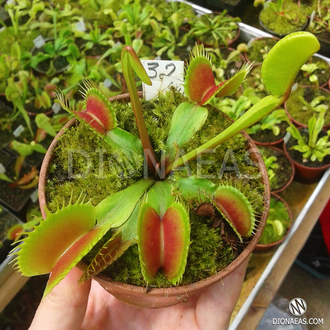 Dionaea muscipula Darwin