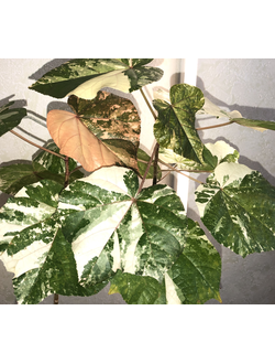 Гибискус Липолистный вариегатный / Hibiscus  tiliaceus variegata