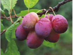 Скороспелка красная (слива)