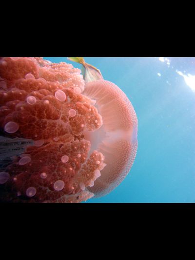 Купить греющую картину с фото медуза