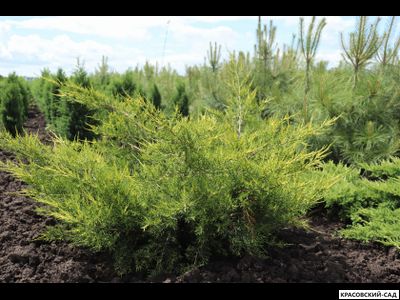 Можжевельник Пфитцериана Глаука - Pfitzeriana Glauca