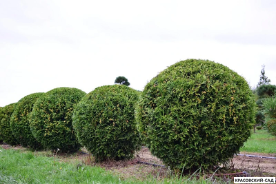 Туя Брабант в форме шара - Brabant