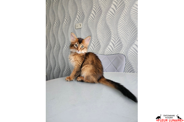 Выпускница Фокси (Neva Fleur Lunaire), 2022 г.