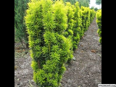 Тисс ягодный Давид - David