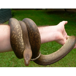 Питон водяной савуанский (Liasis mackloti)