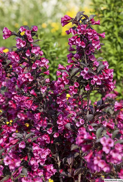 Вейгела цветущая Виктория фото в саду красовский-сад.рф