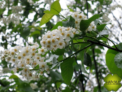 Черёмуха "СИБИРСКАЯ КРАСАВИЦА" (САЖЕНЕЦ 3 ГОДА)