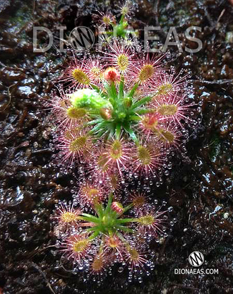 Drosera "Roseana"