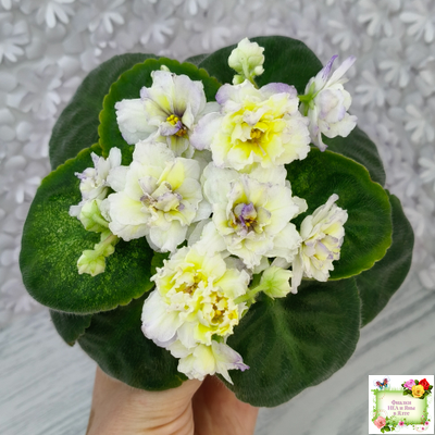 ЛЕ-Золото Нибелунгов Голд  (Е. Лебецкая) 2020 г. (лист укоренённый)