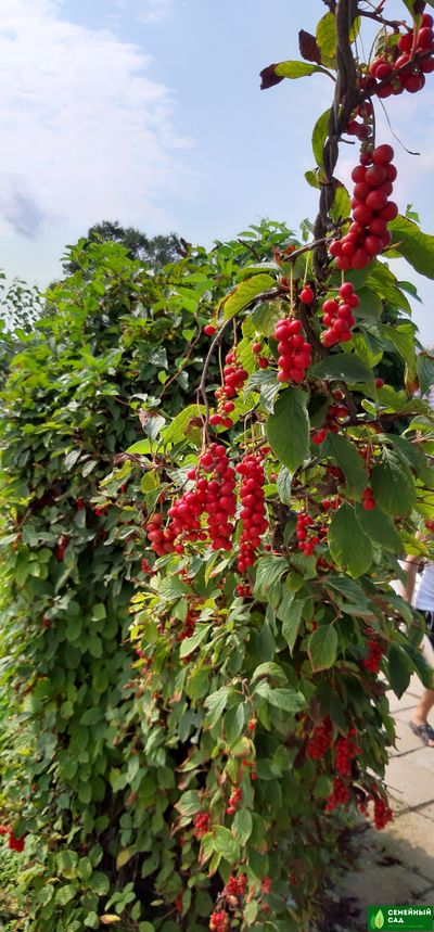 Лимонник китайский