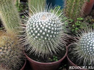 Mammillaria geminispina (Куба) - 10 семян