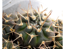 Gymnocalycium riojense VG-242 (D=18-20mm)