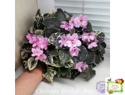 Cherokee Trail (L. Ray) трейлер (пасынок сорт посажен 06.10.25)