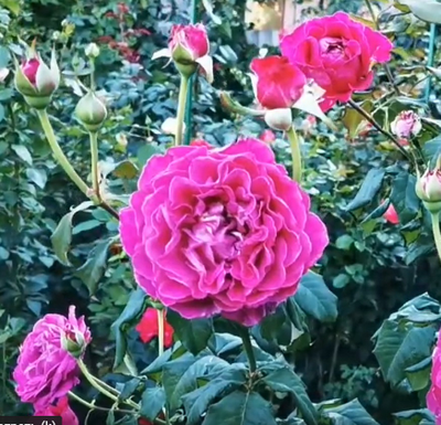 Роза Сент оф Вумен (Scent of Woman) ОКС, Россия