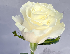 Роза Эквадор белая