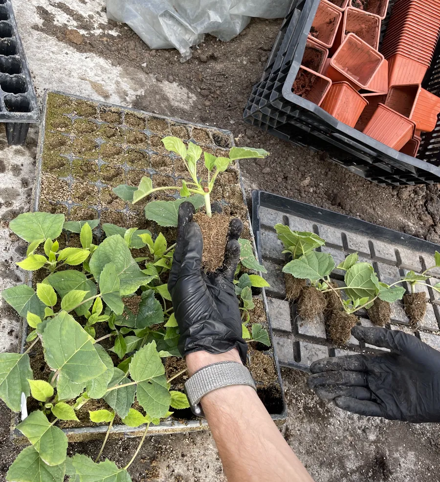 Готовый черенок древовидной гортензии.