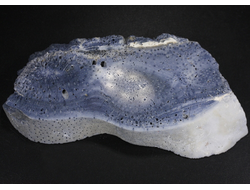 Коралл голубой Акори, Австралия (110*57*12 мм, 107 г) №37718