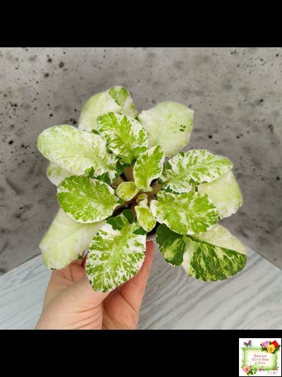 КНН-Крокус химерный спорт по листу