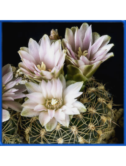 Gymnocalycium bruchii ssp. lafaldense VG 335