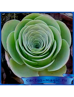 Greenovia aurea, Tenerifa