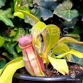 Nepenthes Hybrid Bicalcarata X Mira - Непентес гибридный Бикалкарата Х Мира