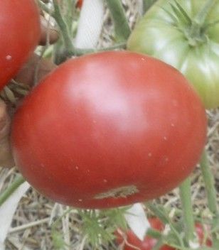 Томат Самые лучшие