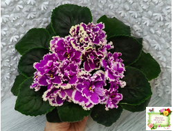 ЕК-Малахитовая Орхидея (Е. Коршунова) 2012 г.