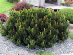 Сосна Мопс - Mops