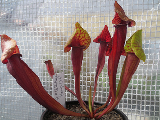 Sarracenia Catesbaei