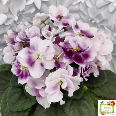 Mac's Southern Springtime (G.McDonald) (лист посажен 29.01.26)