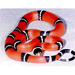 Молочная змея синалойская (Lampropeltis triangulum sinaloae)