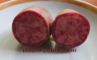 Ботанические семена картофеля Rosemaria * Violetta