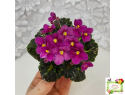 Mac's Pizzicato Paradise (G.McDonald) (лист укоренённый)