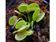 Dionaea muscipula Green wizard