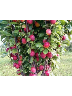 Слива колоновидная