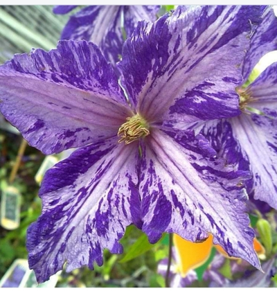Клематис Тай Дай (Tiy Dye) , контейнер 2л, 4л
