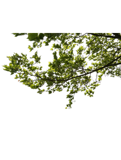 Ветки на переднем плане