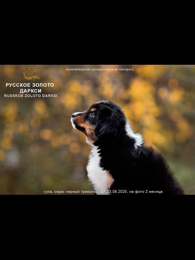 девочка ОРАНЖЕВЫЙ ошейничек Д-2025, mas = ЗАБРОНИРОВАНА