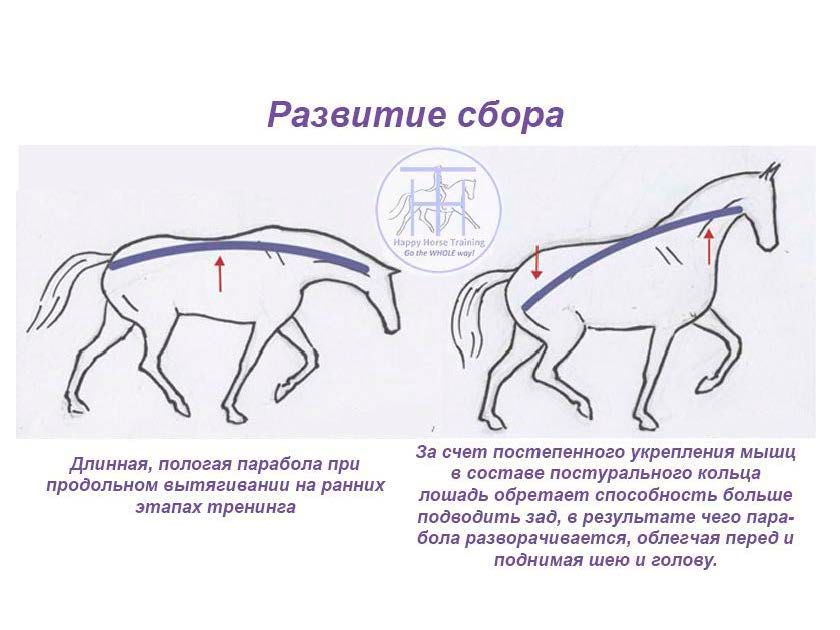 Что умеет делать лошадь. То конь захворал то. Как называется бег лошади. Селфи коня. Лошадь в прыжке.